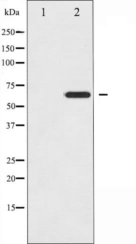 EZR / Ezrin Antibody