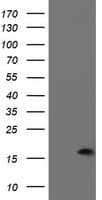 PDRG1 Antibody (clone OTI4F12)