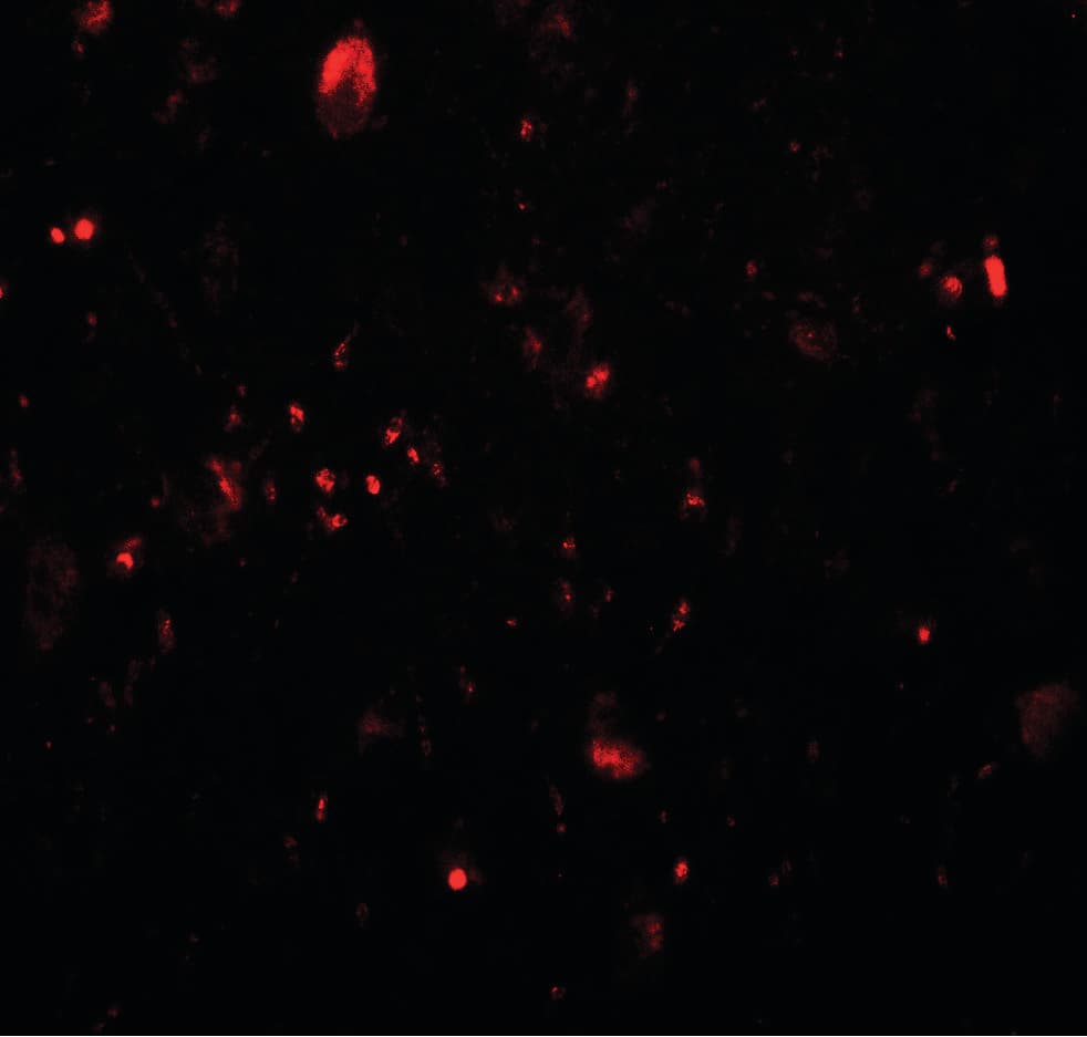 IHC-plus™ TET3 Antibody