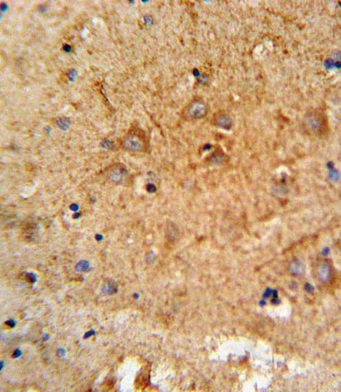 PCSK2 Antibody (aa87-116)