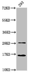 HIST1H3A Antibody