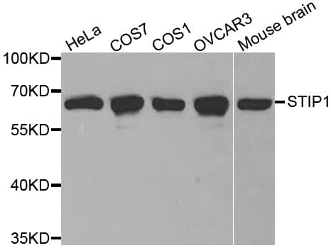 STI1 / STIP1 Antibody
