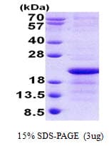 Human XG Protein (Recombinant His)