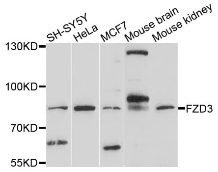 FZD3 / Frizzled 3 Antibody