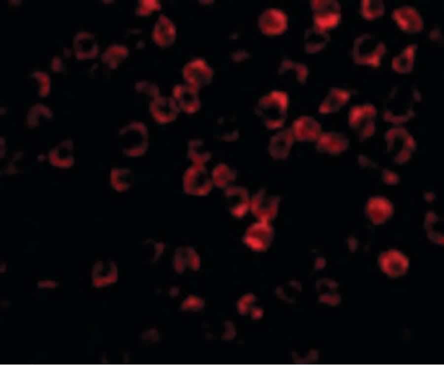 IHC-plus™ TAB1 Antibody
