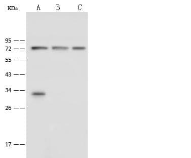 PHF21A / BHC80 Antibody (Preservative Free)