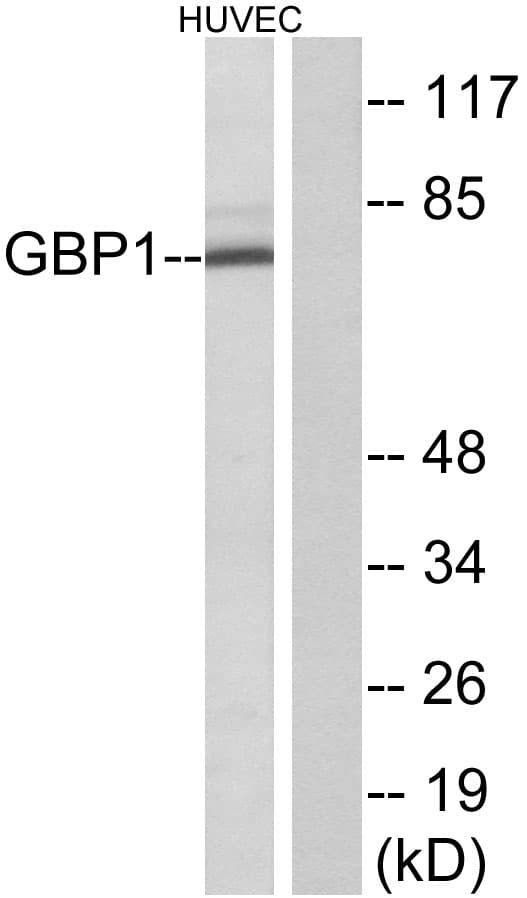 GBP1 Antibody (aa71-120)