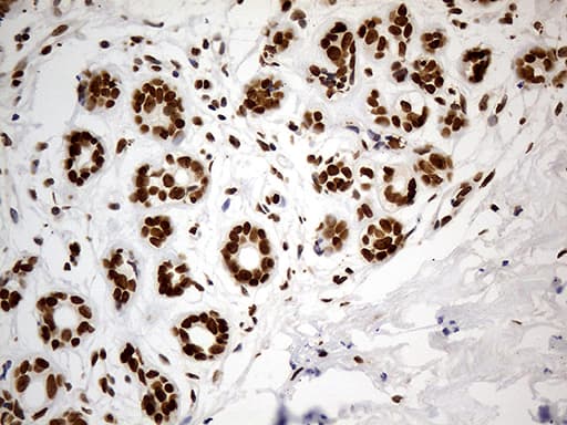 CDC45 Antibody (aa1-270, clone OTI4F3, Carrier-free)
