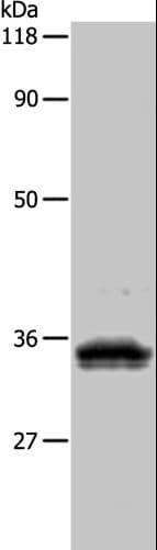UPK3B Antibody