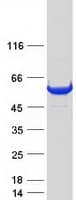 Human MB21D2 Protein (Recombinant Myc-DDK (Flag))