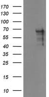 Monoclonal Mouse anti-Human SENP2 Antibody (clone OTI1D7, IHC, IF, WB)