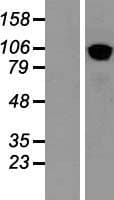 COPB2 / Beta-COP Protein (Over-Expression Lysate Myc-DDK (Flag))