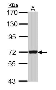 GBP3 Antibody (aa61-317)