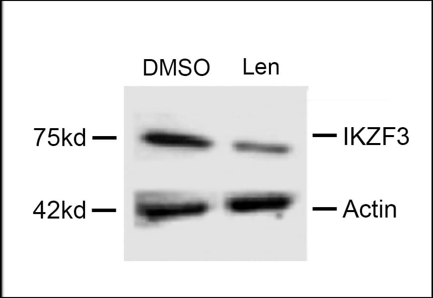 IKZF3 / AIOLOS Antibody (aa76-103)