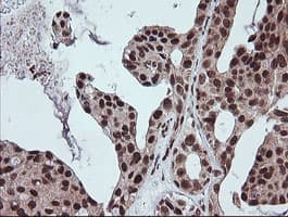 FATE1 Antibody (clone OTI1A1)
