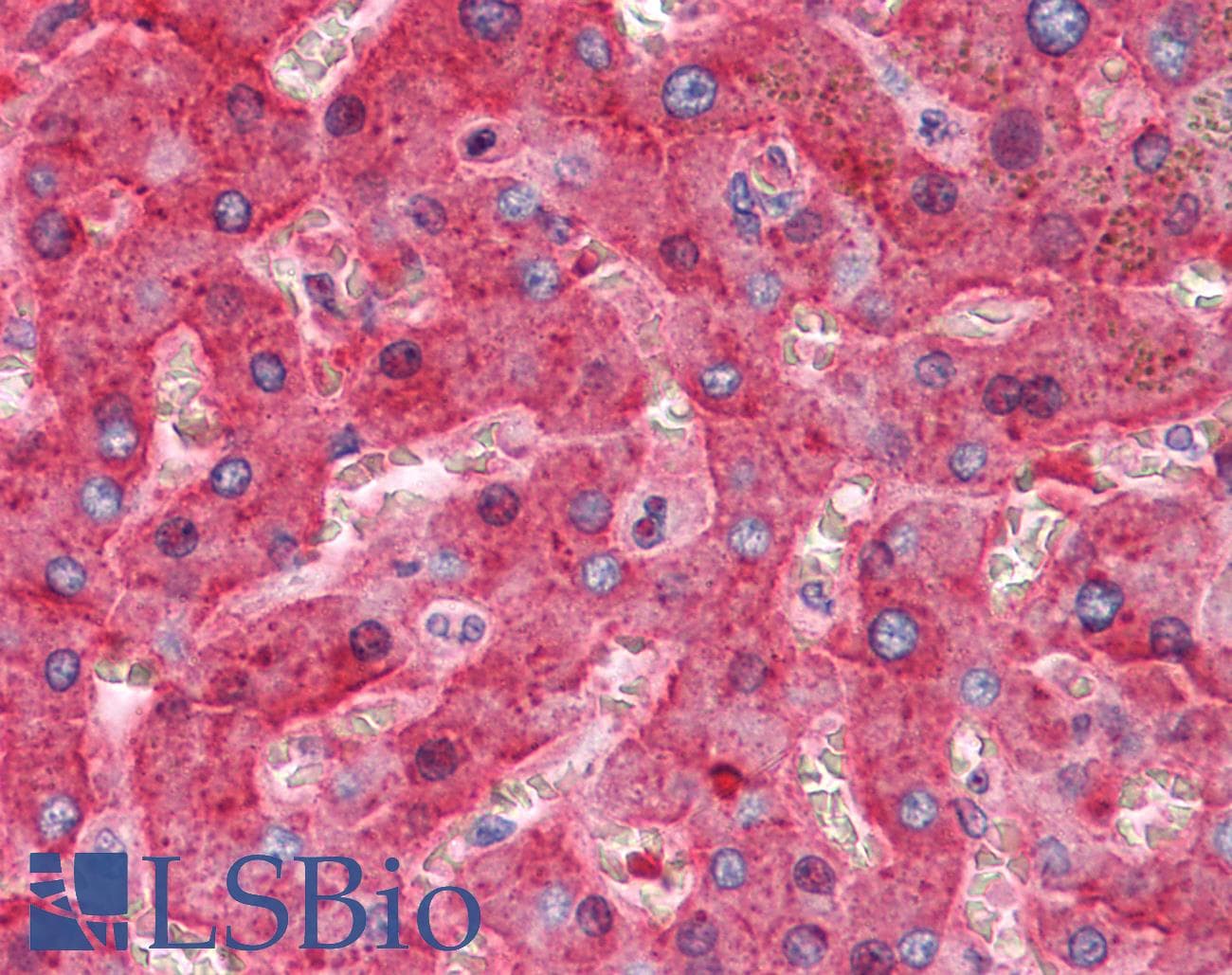 IHC-plus™ SERPING1 / C1 Inhibitor Antibody