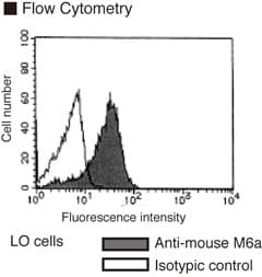 GPM6A / Glycoprotein M6A Antibody (clone 321)