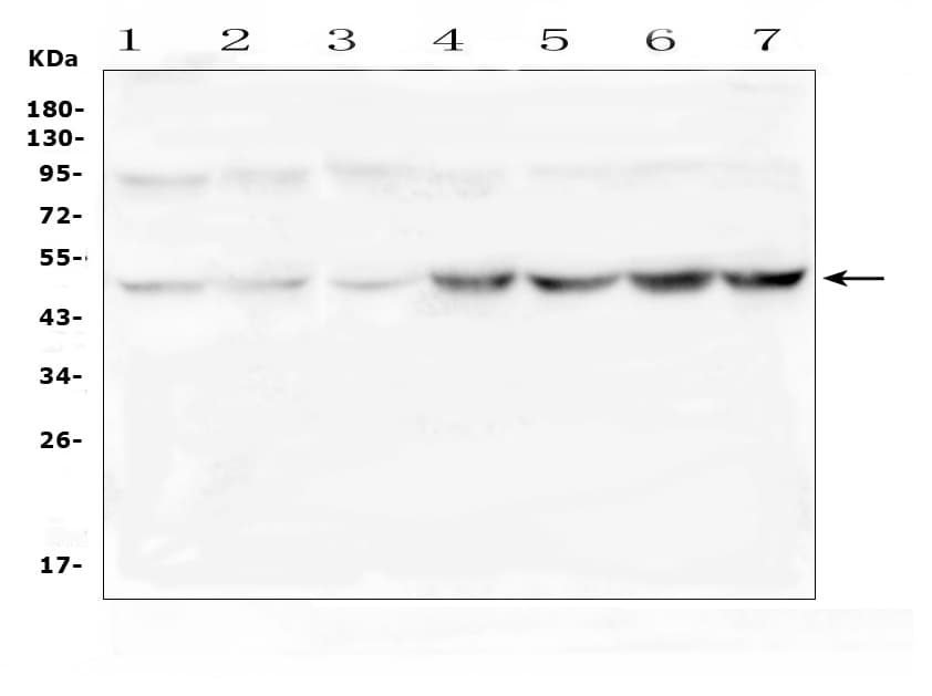 RNH1 Antibody (aa2-37)