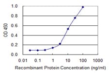 Monoclonal Mouse anti-Human HOXD4 Antibody (clone 1H7, WB)