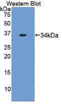 F3 / CD142 / Tissue factor Antibody (aa33-292, Biotin)