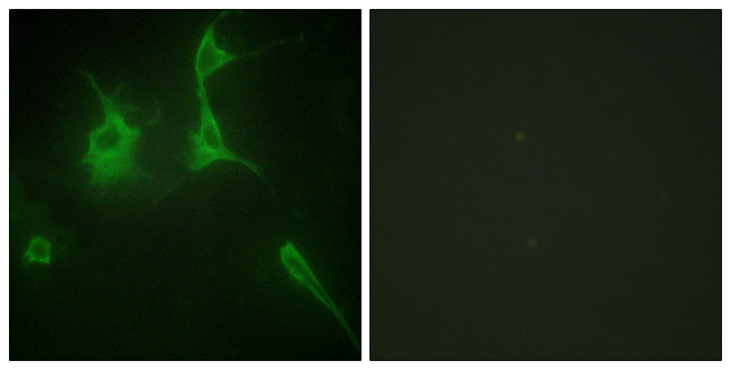COL9A3 / Collagen IX Antibody (aa321-370)