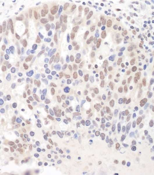 DGCR8 Antibody (aa400-450)