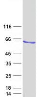 Human ELK4 Protein (Recombinant Myc-DDK (Flag))