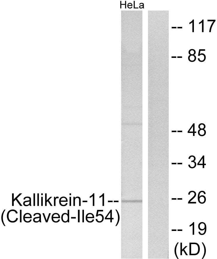 Polyclonal Rabbit anti-Human KLK11 / Kallikrein 11 Antibody (Cleaved-Ile54, WB)