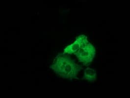ERIC-1 / TACC3 Antibody (clone OTI6H4, Carrier-free)