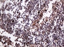 PCNA Antibody (clone OTI3D6)