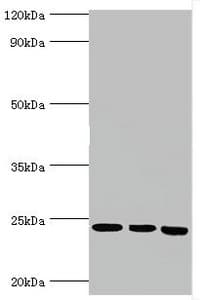 BAG2 Antibody (aa1-211)