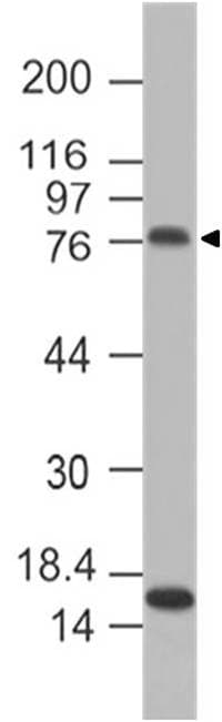ADGRE1 / EMR1 Antibody