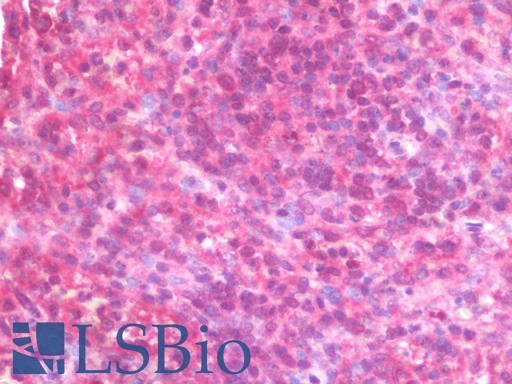 BTLA / CD272 Antibody (clone 4C2, Carrier-free)