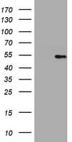 HMG2L1 / HMGXB4 Antibody (clone OTI1H9)