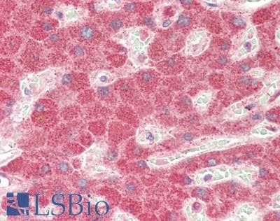 IHC-plus™ PIK3C3 / VPS34 Antibody (Ser425)