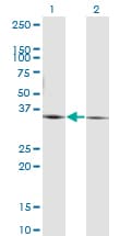 PEX19 Antibody (clone 2E4)