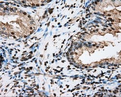 Monoclonal Mouse anti-Human Basigin / Emmprin / CD147 Antibody (clone OTI4E11, IHC, IF, WB)