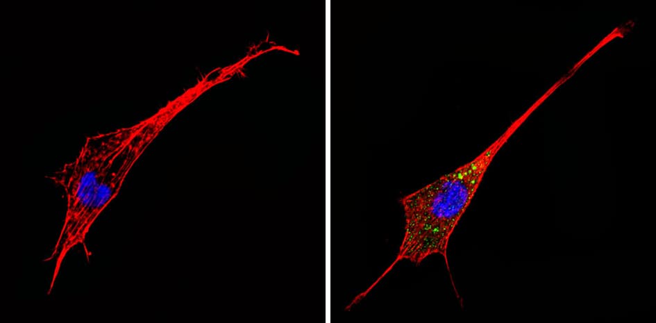 ADRA1A Antibody (3rd intracellular loop)