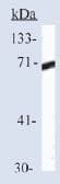 HSPA1A Antibody
