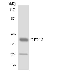 Polyclonal Rabbit anti-Human GPCRW / GPR18 Antibody (aa180-229, WB)