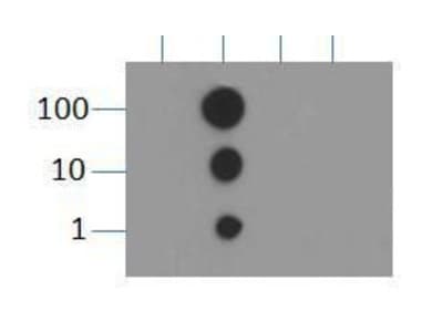 HIST3H3 Antibody (Me2-Lys9)