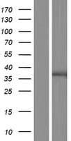 GPR89A Protein (Over-Expression Lysate Myc-DDK (Flag))