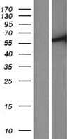 TTC39C Protein (Over-Expression Lysate Myc-DDK (Flag))