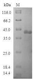 Human POP7 Protein (Recombinant GST, N-terminus)