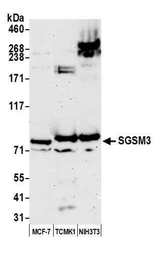 SGSM3 Antibody (aa699-749)