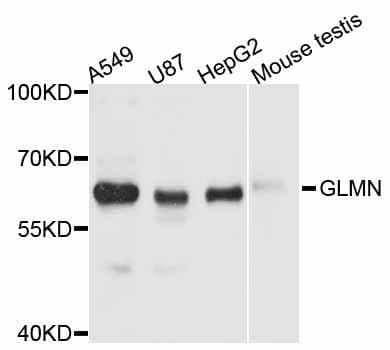 GLMN Antibody
