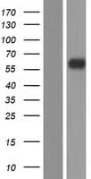 Human DPEP3 Protein (Over-Expression Lysate Myc-DDK (Flag))