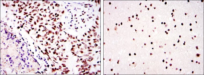 Monoclonal Mouse anti-Human PRKDC / DNA-PKcs Antibody (clone 3H6, IHC, IF, WB)