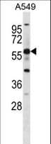 PGR1 / GPR153 Antibody (aa52-80)