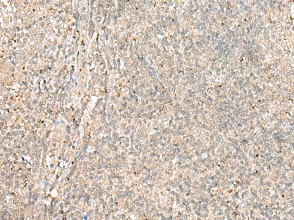 EIF2AK1 Antibody